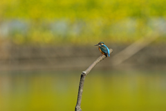 ナノカワ ナノカワ