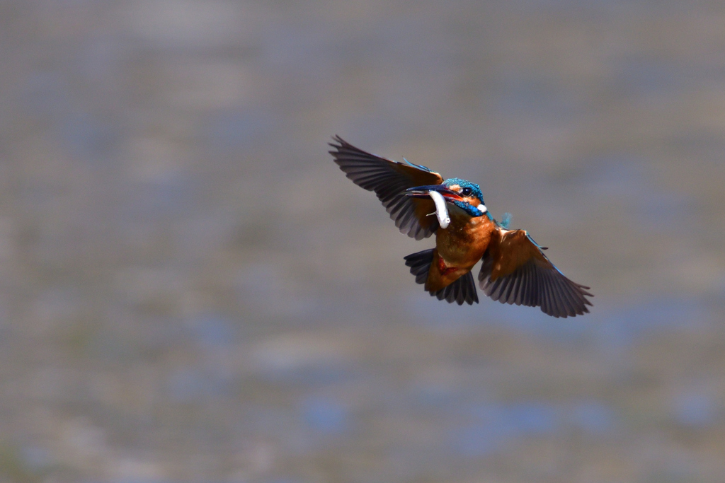 めざすは止まり木