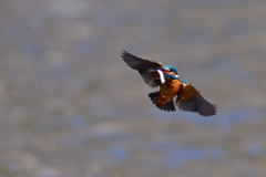 めざすは止まり木