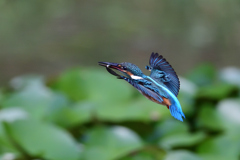 若鳥のはばたき