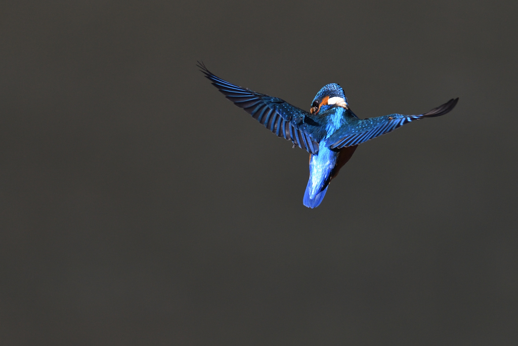 Blue Bossa
