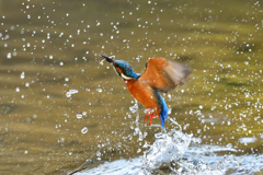 お魚ゲット 2018_16