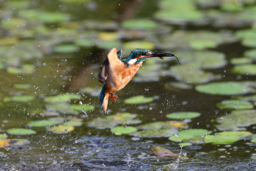 えびゲット 2020_64