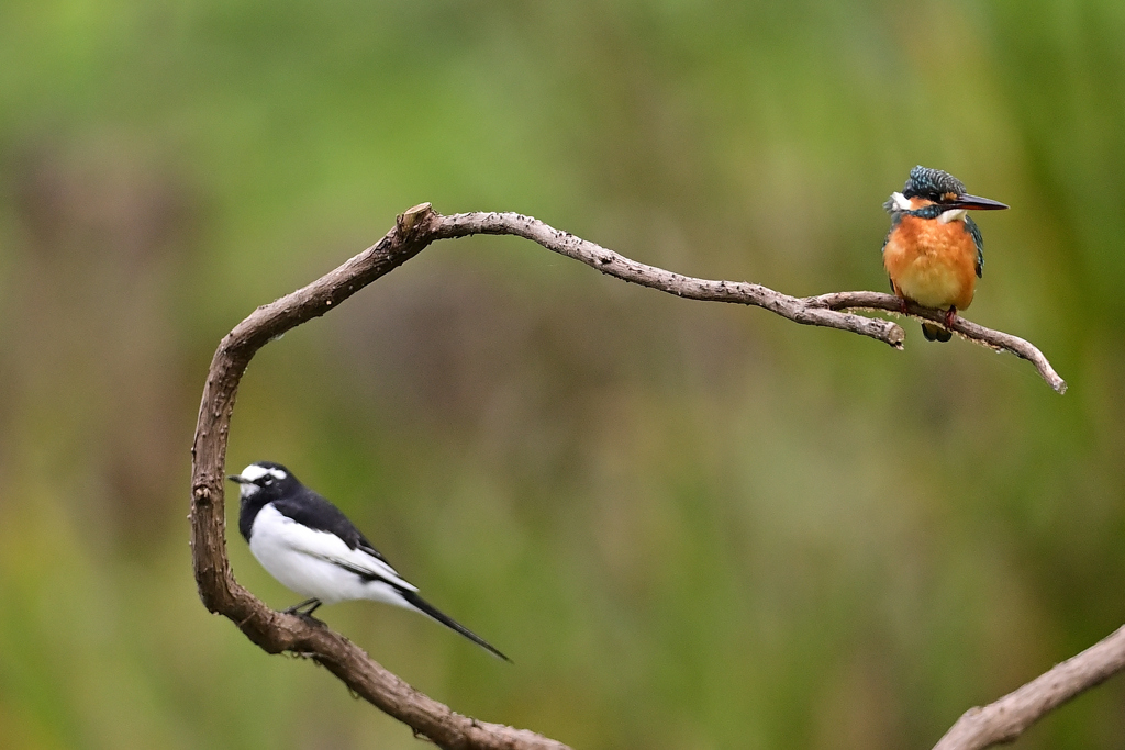 カワセミとセキレイ