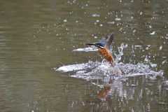 スプラッシュ 60