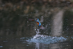 お魚ゲット 2021_2