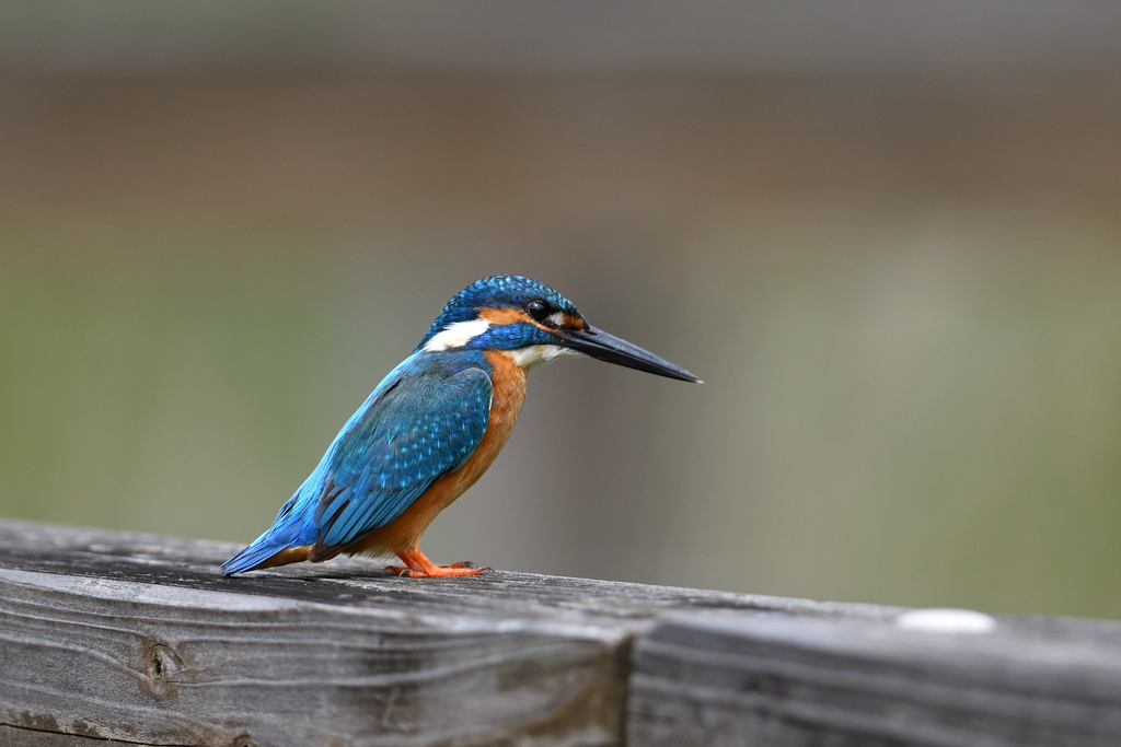 とまりもの 2019_3