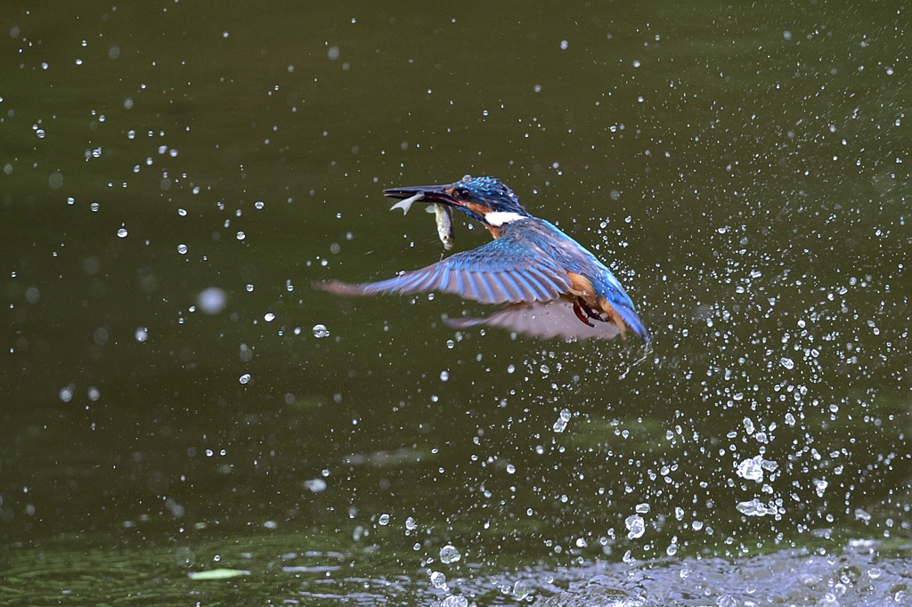 お魚ゲット 2019_55