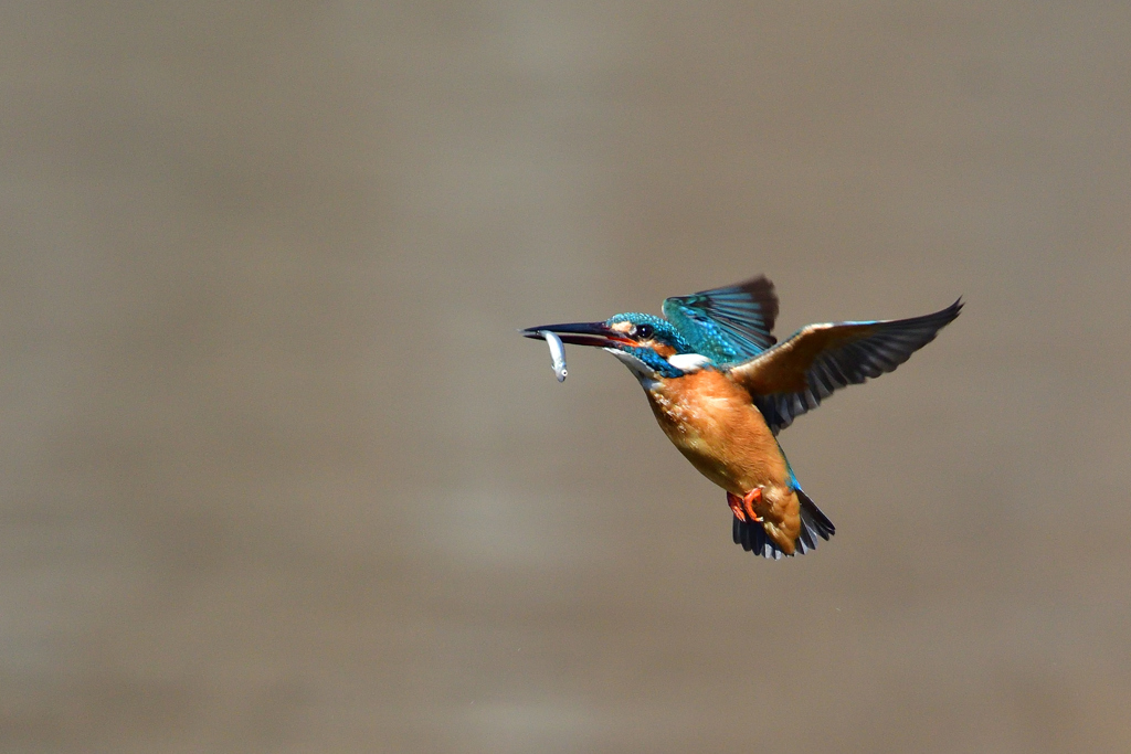 ライジング 2018_1