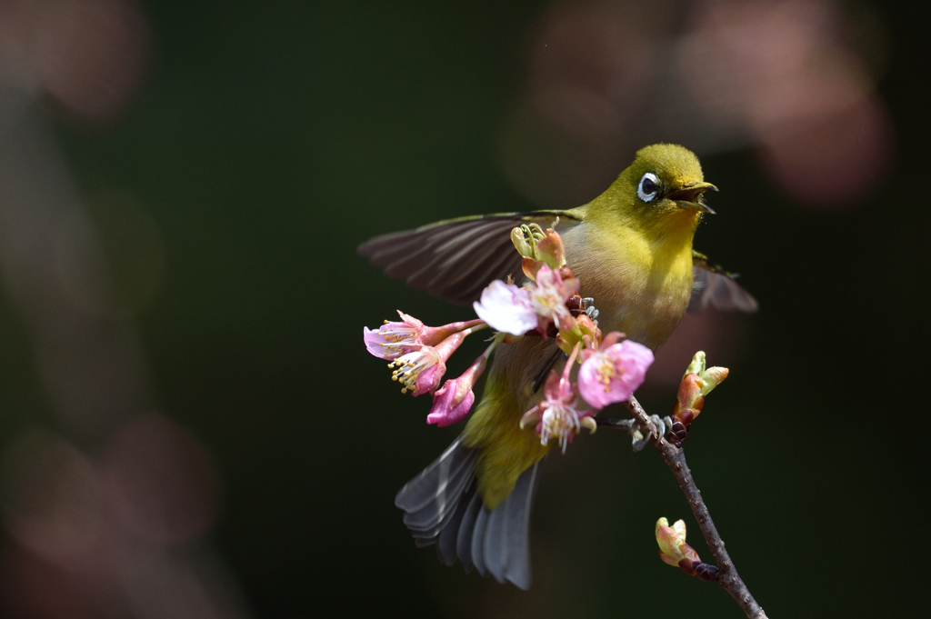 次の花へ