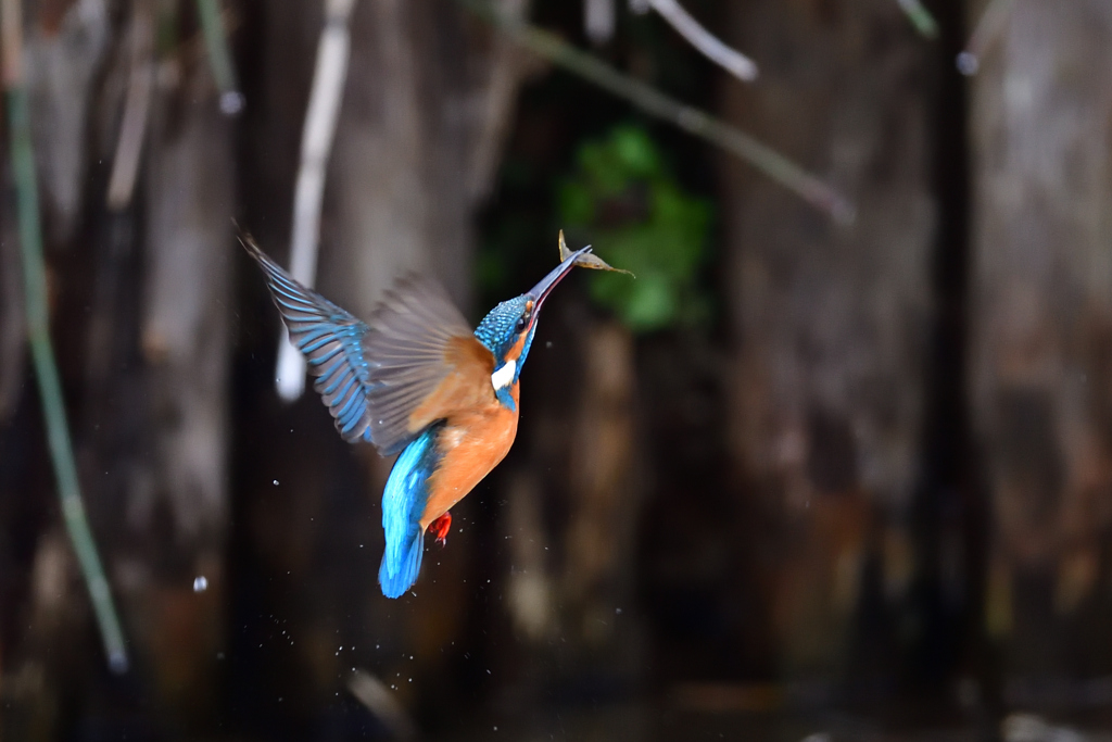 えびゲット 2020_25