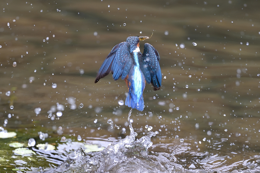 えびゲット 2019_30