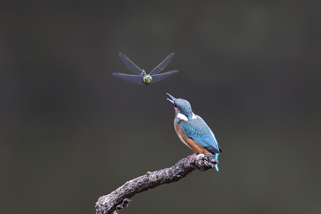 トンボと戯れる 1