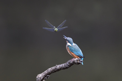 トンボと戯れる 1