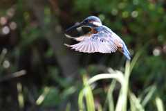 ホバリング 2019_25