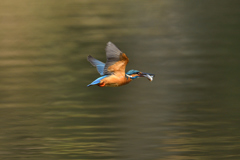 捕ったぞー 2017_2