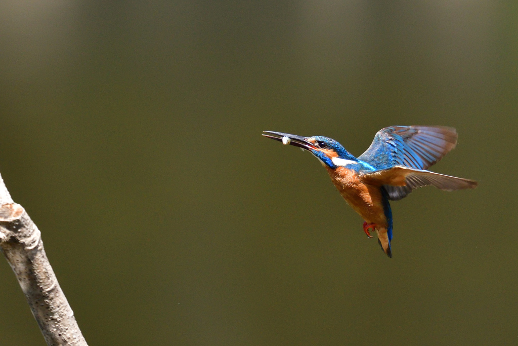 ダイブ戻り 2018_8