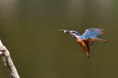 ダイブ戻り 2018_8