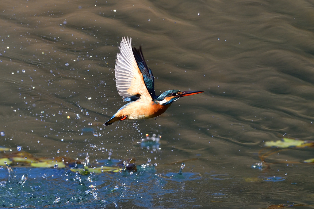 スプラッシュ A-8