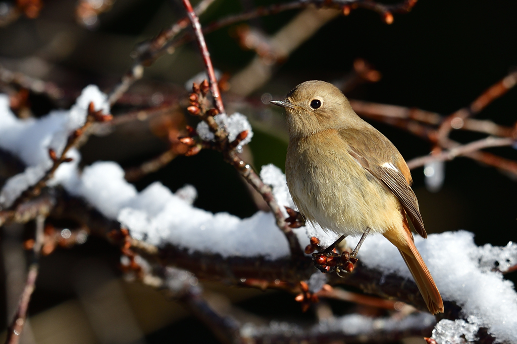 初雪の朝 1