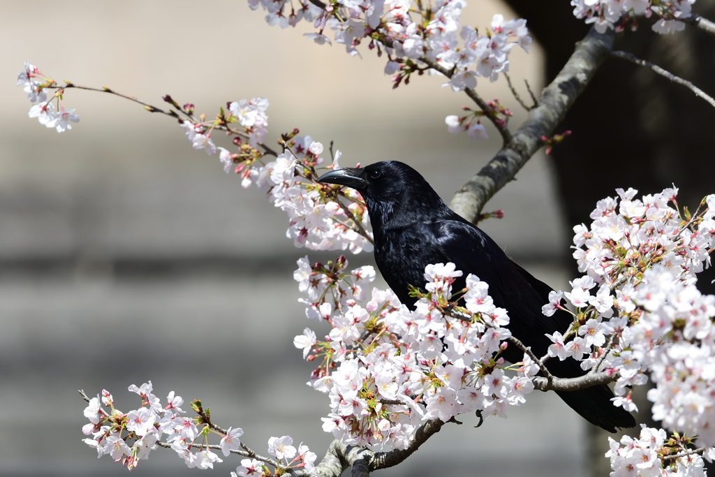 カラスだって花見がしたい 1