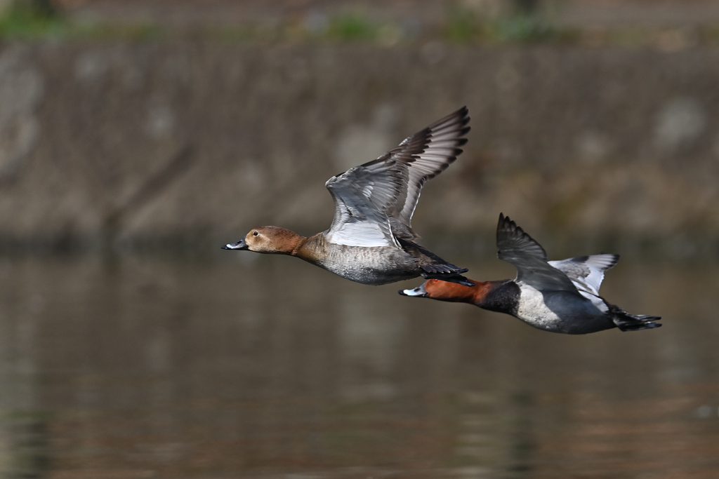 ホシハジロ飛行隊 2