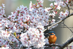 桜カワセミ 2018_花陰に隠れる