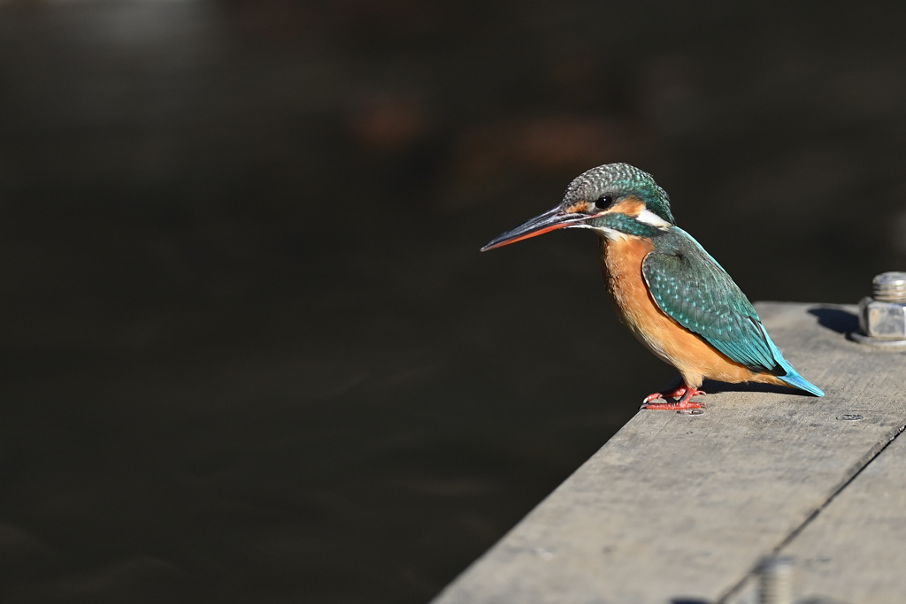 ポートレート 2