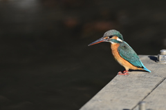 ポートレート 2