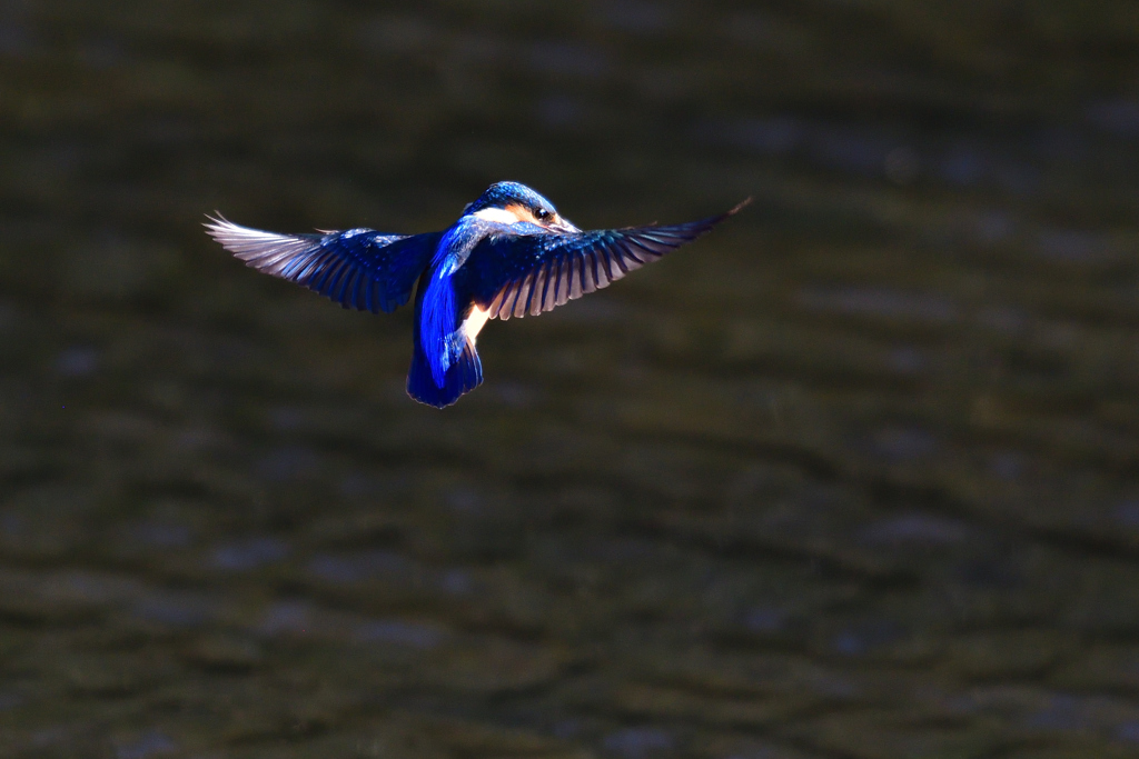 ホバリング 2019_10