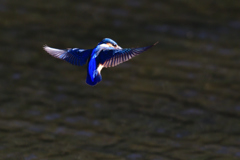 ホバリング 2019_10