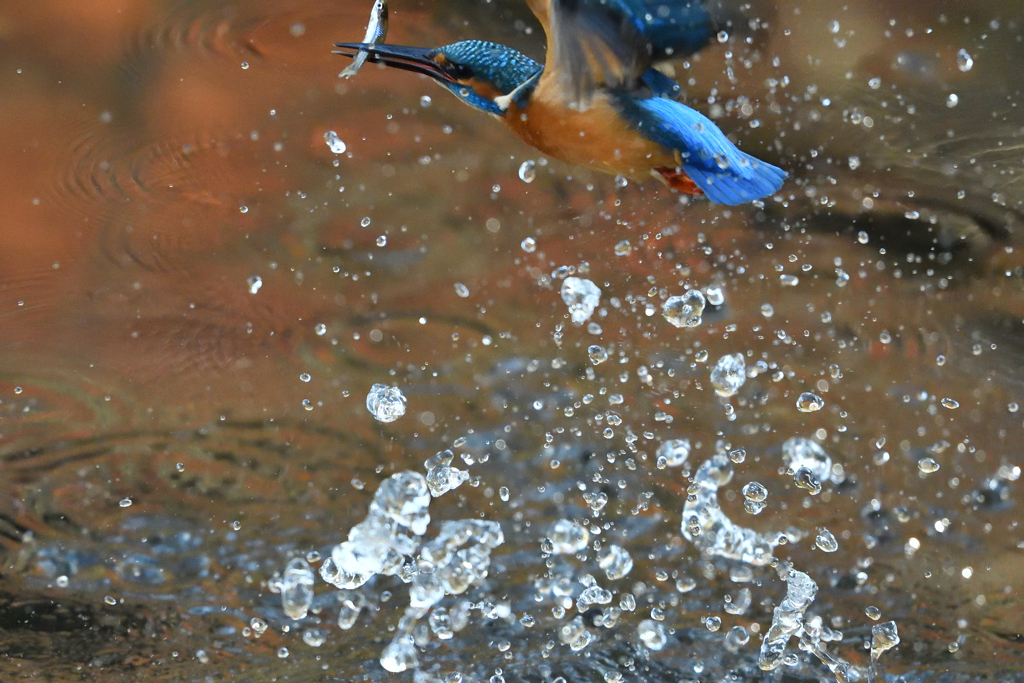 捕ったぞ 2017_40