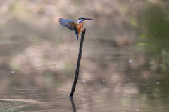 淡いピンクの池面から帰還 2