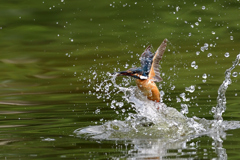 お魚ゲット 2021_63