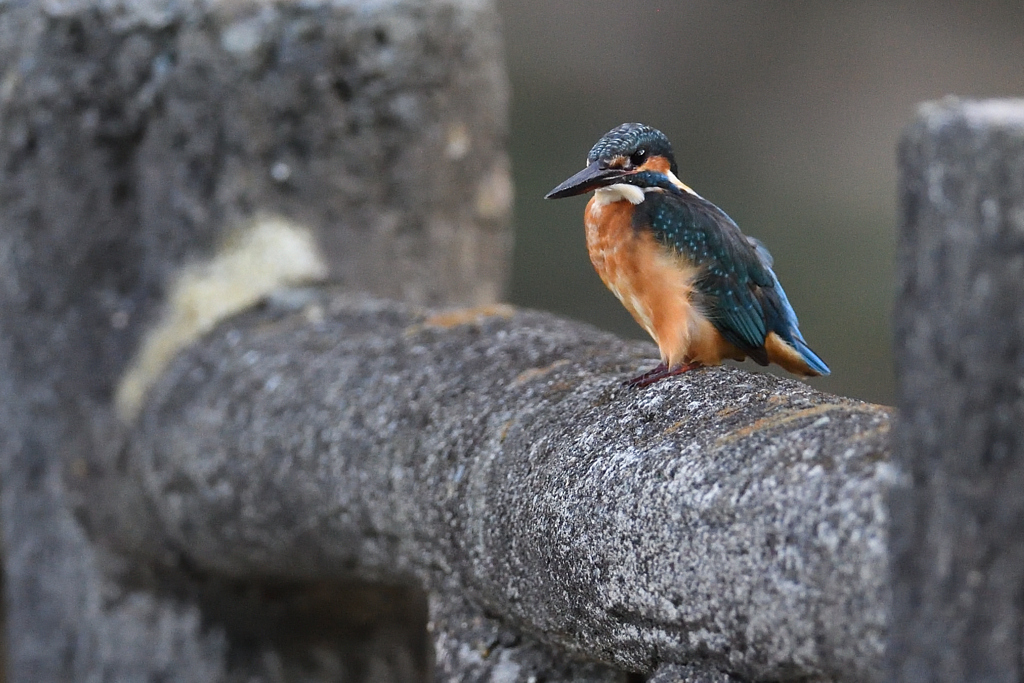 Portrait in Kingfisher 2