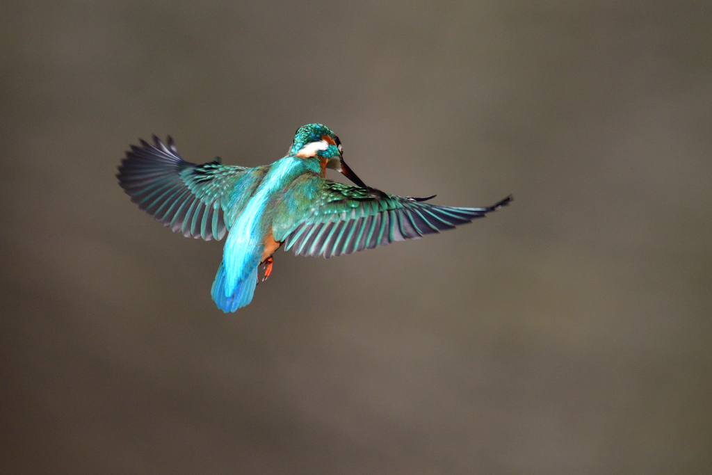 ホバリング 2019_2