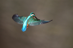 ホバリング 2019_2