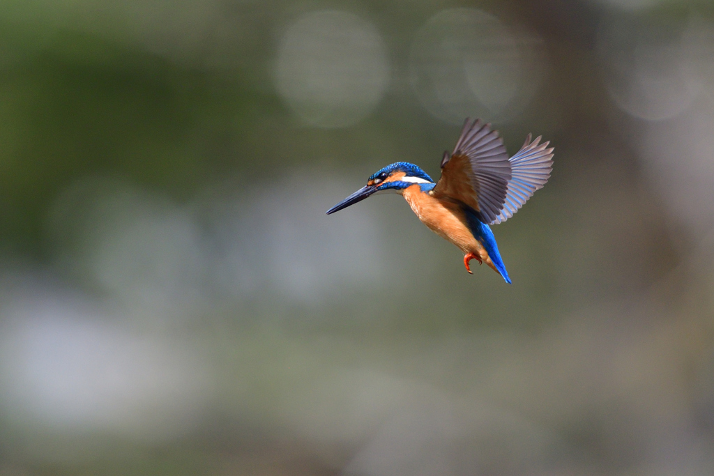 ホバ三昧 2018_21