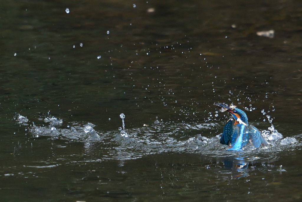 お魚ゲット 2019_17