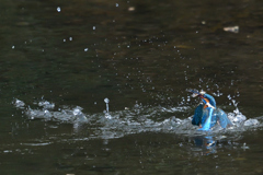 お魚ゲット 2019_17