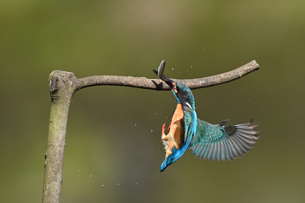 お魚ゲット A-30