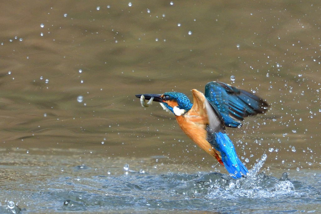お魚ゲット 2018_46