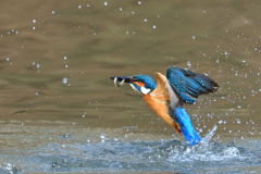 お魚ゲット 2018_46
