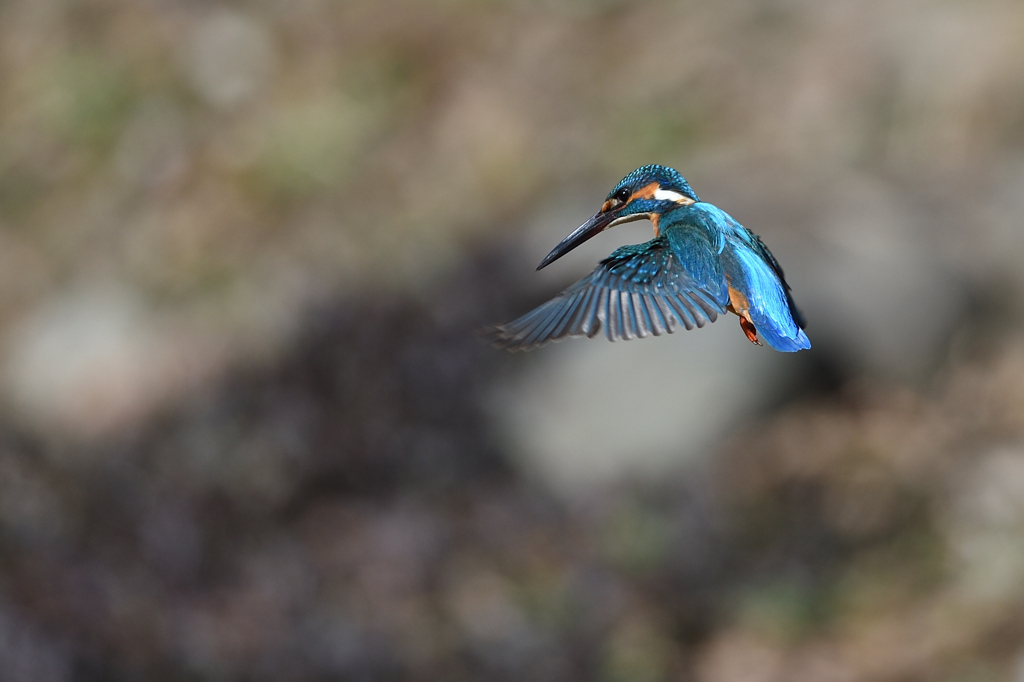 ホバリング 2020_12