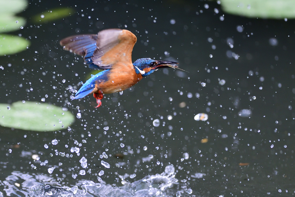 えびゲット 2020_46