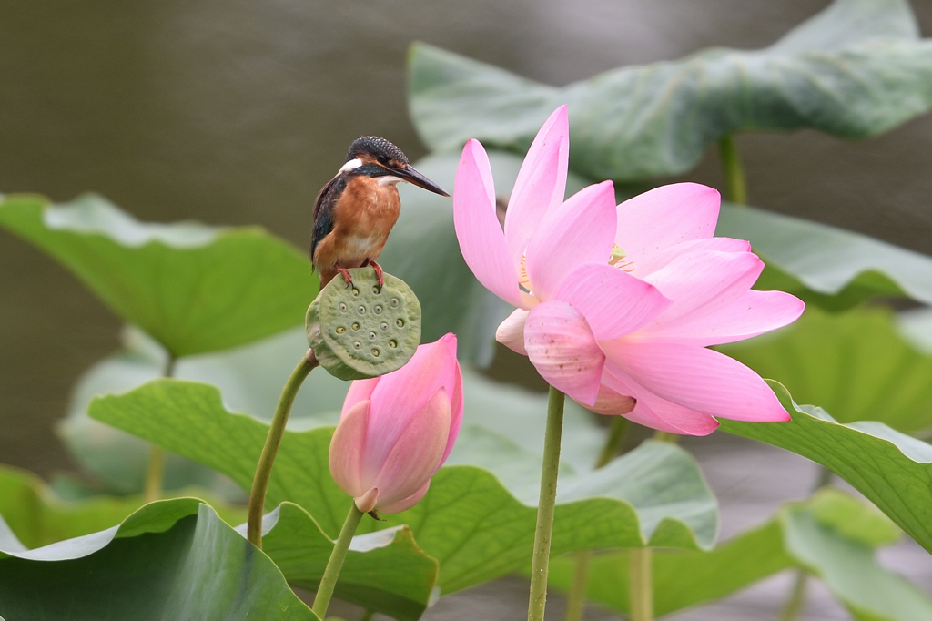 蓮花 1
