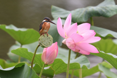 蓮花 1