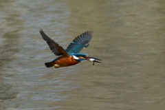 お魚ゲット 2019_29