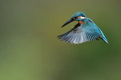 my favorite hoverings 3