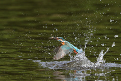 お魚ゲット 2021_29